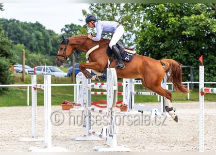 Sang-chaud tchèque, Jument, 8 Ans, 168 cm, Alezan