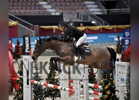 Sang-chaud tchèque, Jument, 8 Ans, 168 cm, Bai