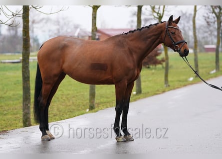 Sang-chaud tchèque, Jument, 8 Ans, 171 cm, Bai