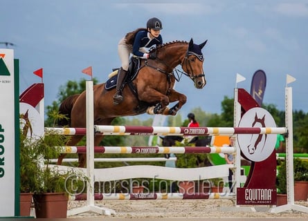 Sang-chaud tchèque, Jument, 9 Ans, 171 cm, Alezan brûlé