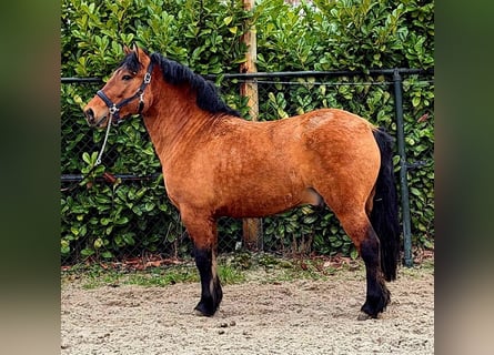 Sang de charrette polonais, Hongre, 3 Ans, 146 cm, Bai clair