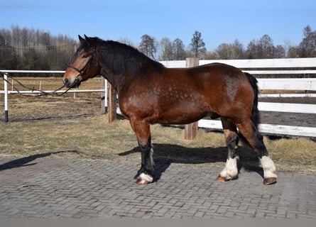 Sang de charrette polonais, Hongre, 7 Ans, 166 cm, Bai