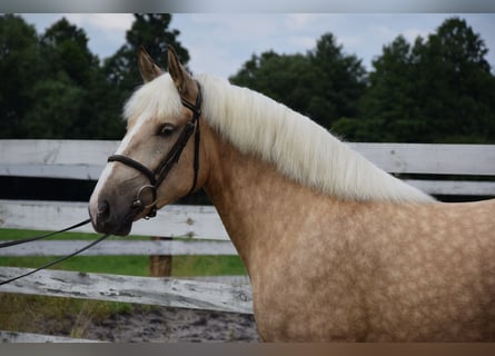 Sang de charrette polonais Croisé, Jument, 2 Ans, 161 cm, Palomino