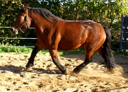 Sang de charrette polonais, Jument, 5 Ans, 162 cm, Bai