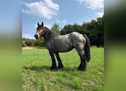 sang froid néerlandais, Jument, 11 Ans, 170 cm, Rouan bleu