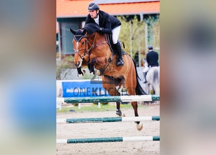 sangre caliente belga, Caballo castrado, 10 años, 183 cm, Castaño