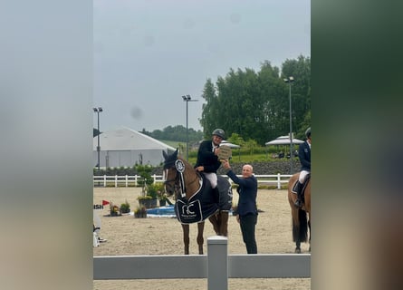 sangre caliente belga, Caballo castrado, 11 años, 168 cm, Alazán