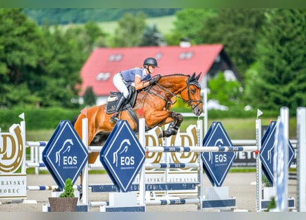 sangre caliente belga, Caballo castrado, 11 años, 170 cm, Castaño