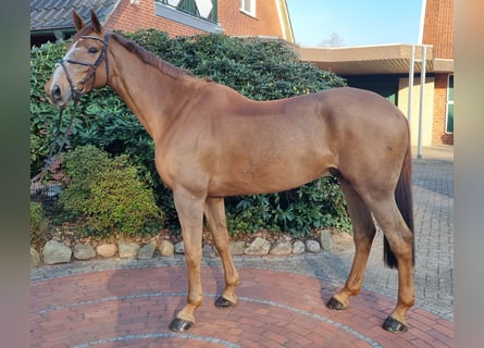 sangre caliente belga, Caballo castrado, 11 años, 175 cm, Alazán