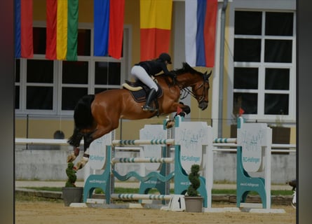 sangre caliente belga, Caballo castrado, 11 años, Castaño