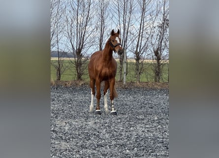 sangre caliente belga, Caballo castrado, 12 años, 173 cm, Alazán