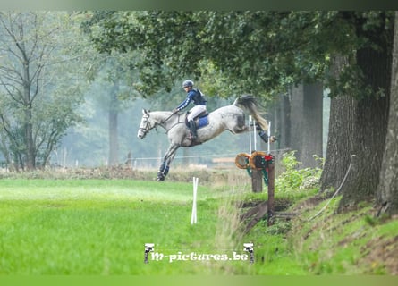sangre caliente belga, Caballo castrado, 16 años, 169 cm, White/Blanco