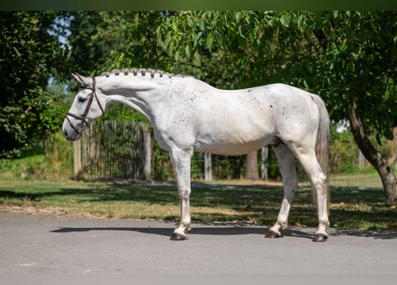 sangre caliente belga, Caballo castrado, 17 años, 162 cm, Tordo