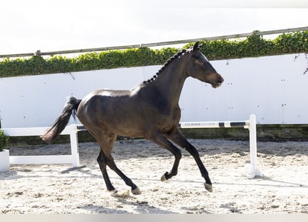 sangre caliente belga, Caballo castrado, 3 años, 164 cm, Castaño oscuro