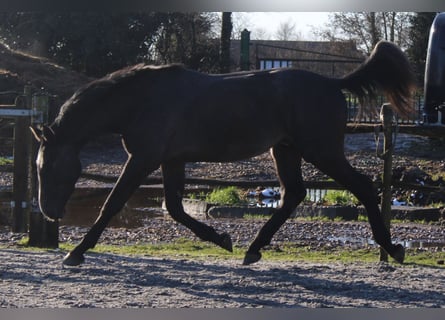 sangre caliente belga, Caballo castrado, 3 años, 167 cm, Tordo