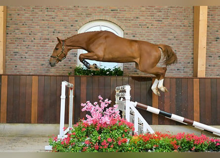 sangre caliente belga, Caballo castrado, 3 años, 170 cm, Alazán