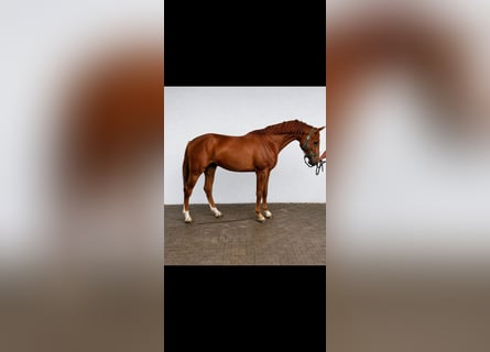 sangre caliente belga, Caballo castrado, 3 años, 172 cm, Alazán