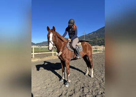 sangre caliente belga, Caballo castrado, 4 años, 165 cm, Alazán