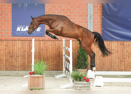 sangre caliente belga, Caballo castrado, 4 años, 168 cm, Castaño