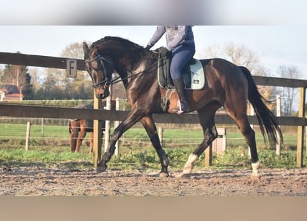 sangre caliente belga, Caballo castrado, 4 años, 168 cm, Castaño oscuro