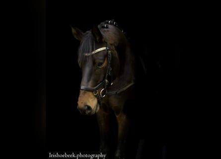 sangre caliente belga, Caballo castrado, 4 años, 170 cm, Castaño oscuro