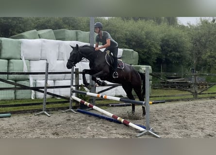 sangre caliente belga, Caballo castrado, 4 años, 170 cm, Negro