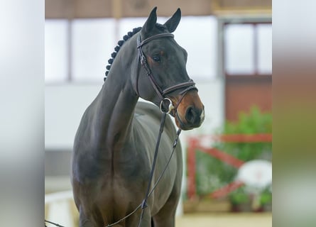 sangre caliente belga, Caballo castrado, 4 años, Castaño oscuro