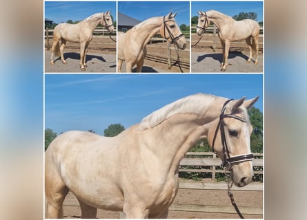 sangre caliente belga, Caballo castrado, 4 años, Palomino