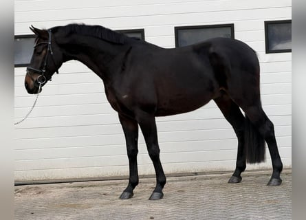 sangre caliente belga, Caballo castrado, 5 años, 164 cm, Castaño