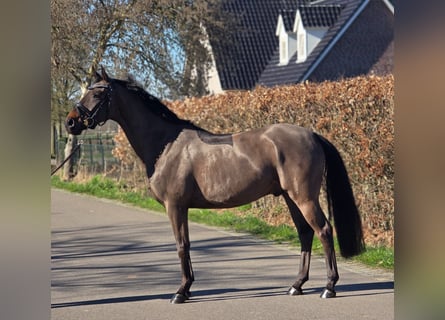 sangre caliente belga, Caballo castrado, 5 años, 164 cm, Castaño