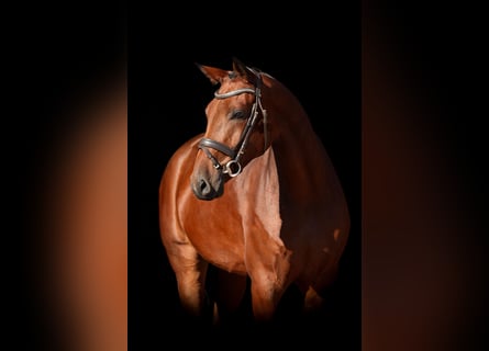 sangre caliente belga, Caballo castrado, 5 años, 167 cm, Castaño