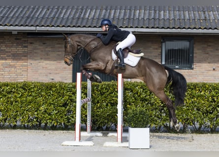 sangre caliente belga, Caballo castrado, 5 años, 167 cm, Castaño