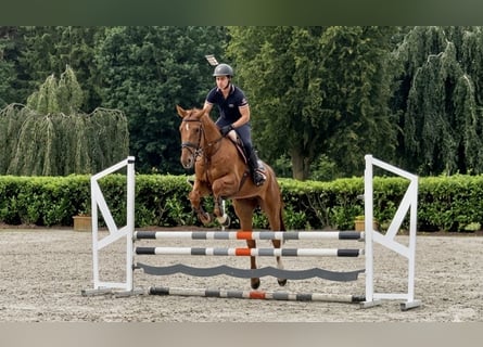 sangre caliente belga, Caballo castrado, 5 años, 169 cm, Alazán-tostado