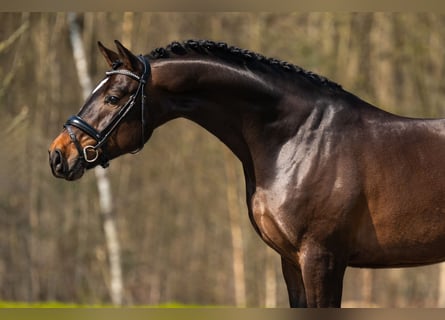 sangre caliente belga, Caballo castrado, 5 años, 171 cm, Castaño oscuro