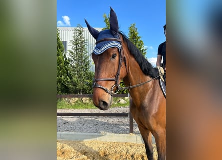 sangre caliente belga, Caballo castrado, 5 años, 171 cm, Castaño oscuro