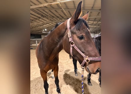 sangre caliente belga, Caballo castrado, 5 años, 171 cm, Castaño oscuro