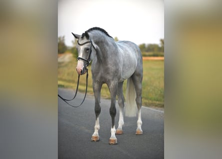 sangre caliente belga, Caballo castrado, 5 años, 171 cm, Tordo