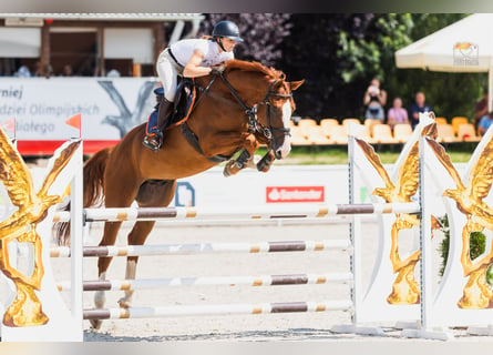 sangre caliente belga, Caballo castrado, 5 años, 172 cm, Alazán