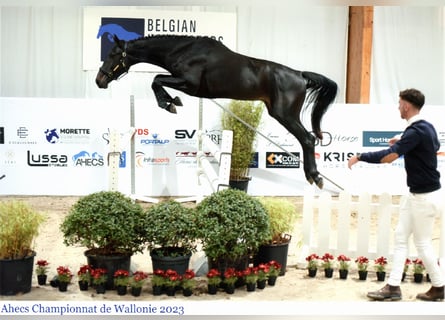 sangre caliente belga, Caballo castrado, 5 años, 172 cm, Castaño oscuro