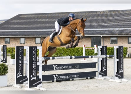 sangre caliente belga, Caballo castrado, 5 años, 173 cm