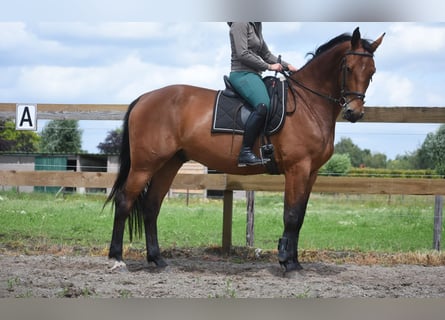sangre caliente belga, Caballo castrado, 5 años, 175 cm, Castaño