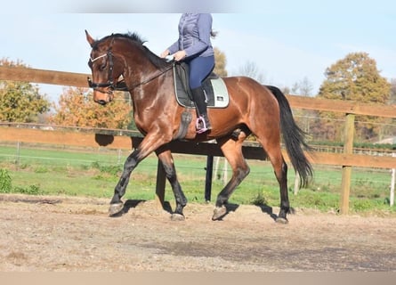 sangre caliente belga, Caballo castrado, 5 años, 175 cm, Castaño