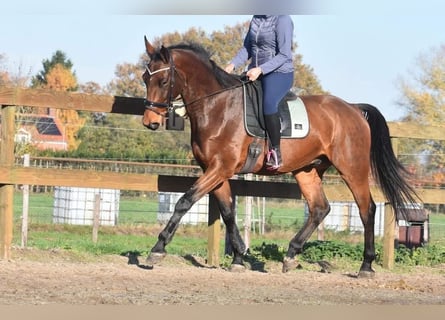 sangre caliente belga, Caballo castrado, 5 años, 175 cm, Castaño
