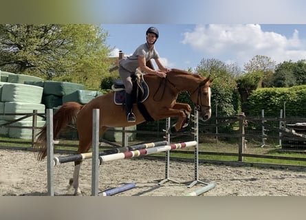 sangre caliente belga, Caballo castrado, 5 años, 177 cm, Alazán