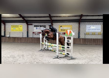 sangre caliente belga, Caballo castrado, 6 años, 164 cm, Castaño