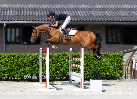 sangre caliente belga, Caballo castrado, 6 años, 165 cm, Castaño