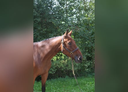 sangre caliente belga, Caballo castrado, 6 años, 171 cm, Castaño