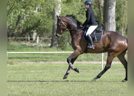 sangre caliente belga, Caballo castrado, 6 años, Castaño