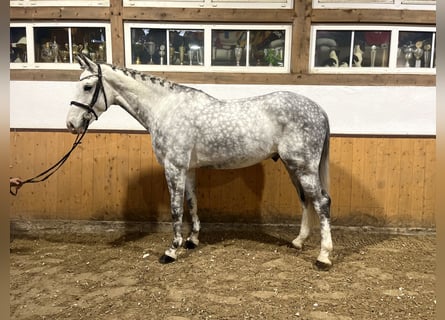 sangre caliente belga, Caballo castrado, 6 años, Tordo rodado