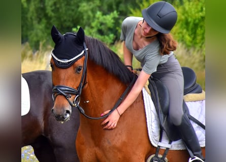sangre caliente belga, Caballo castrado, 7 años, 166 cm, Castaño